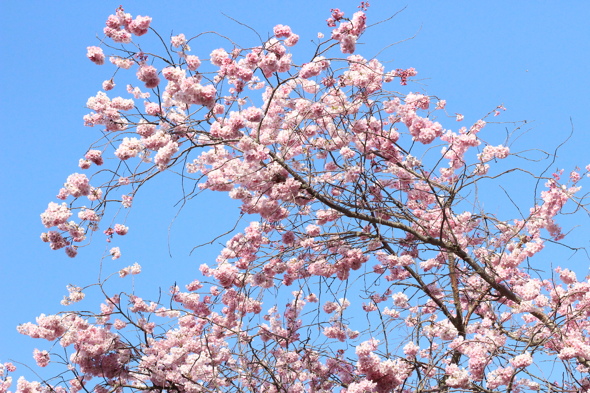 Canon EOS 100D (EOS Rebel SL1 / EOS Kiss X7) sample photo. Cherryblossom photography
