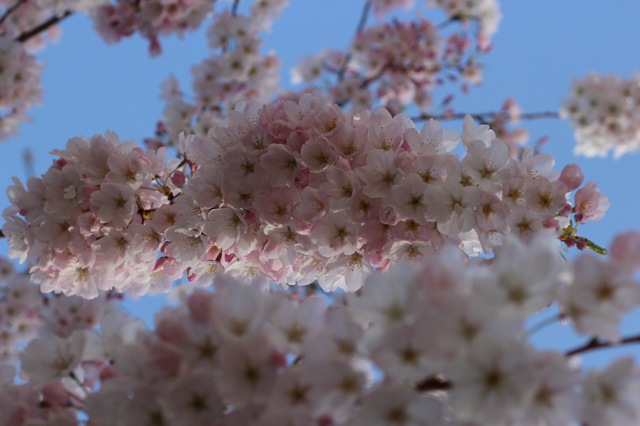 Canon EOS 100D (EOS Rebel SL1 / EOS Kiss X7) sample photo. Cherryblossom photography