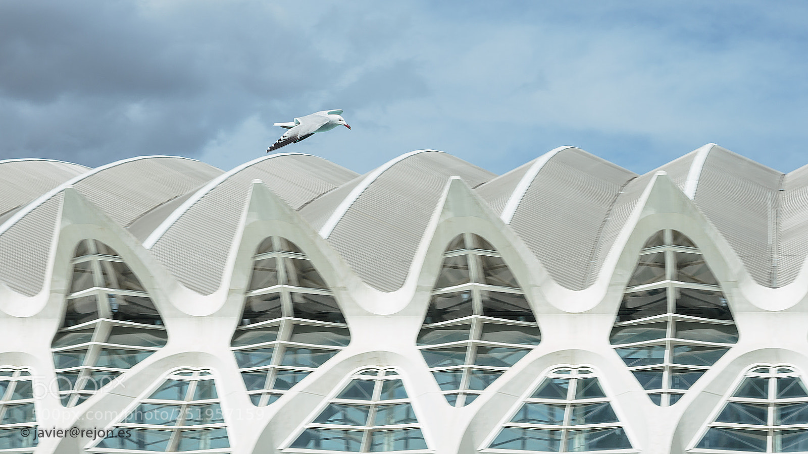 Olympus OM-D E-M1 Mark II sample photo. Gaviota sobre valencia photography