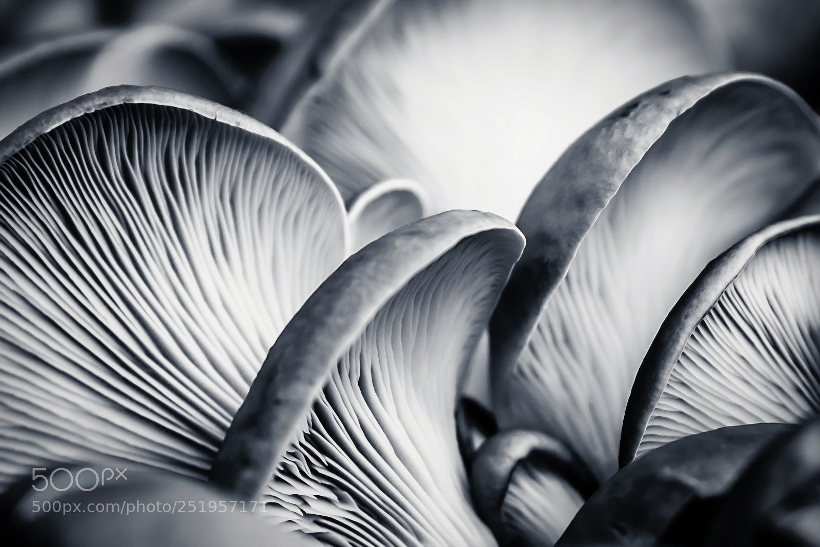 Nikon D7100 sample photo. Mushrooms photography