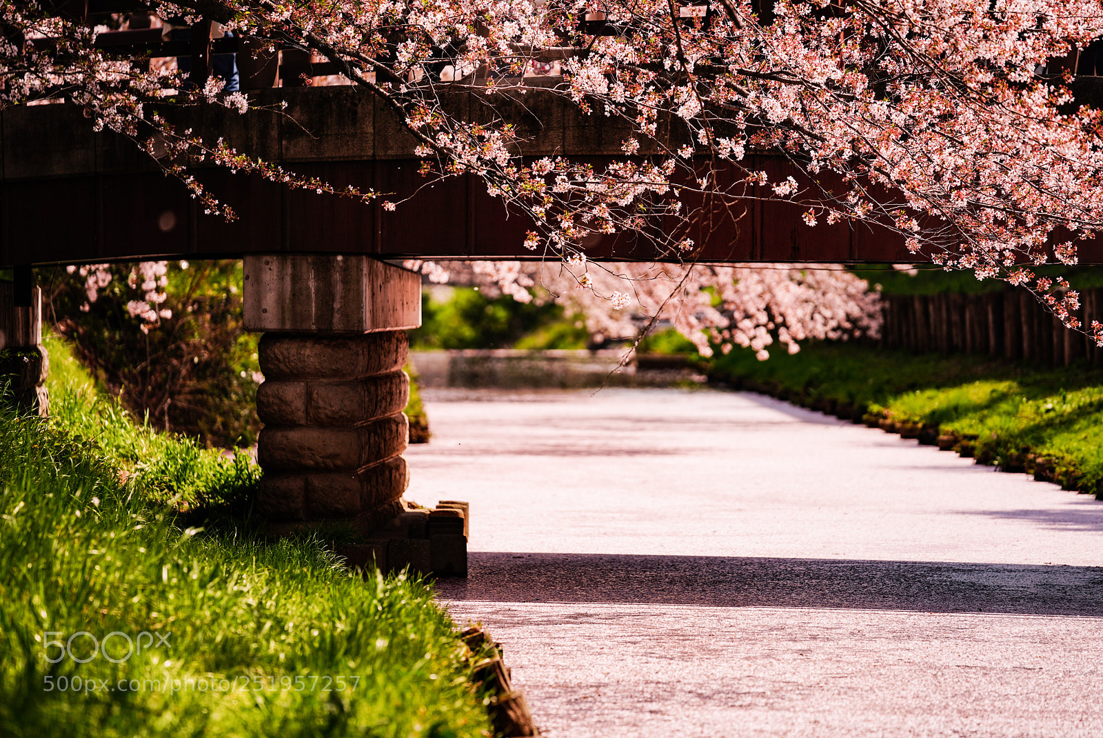 Sony a7R III sample photo. 新河岸川の桜2018-3 photography