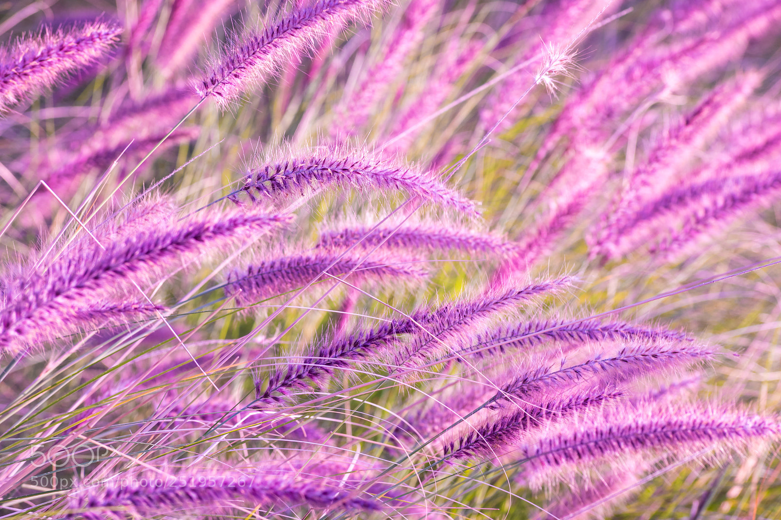 Nikon D5600 sample photo. Soft focus photography