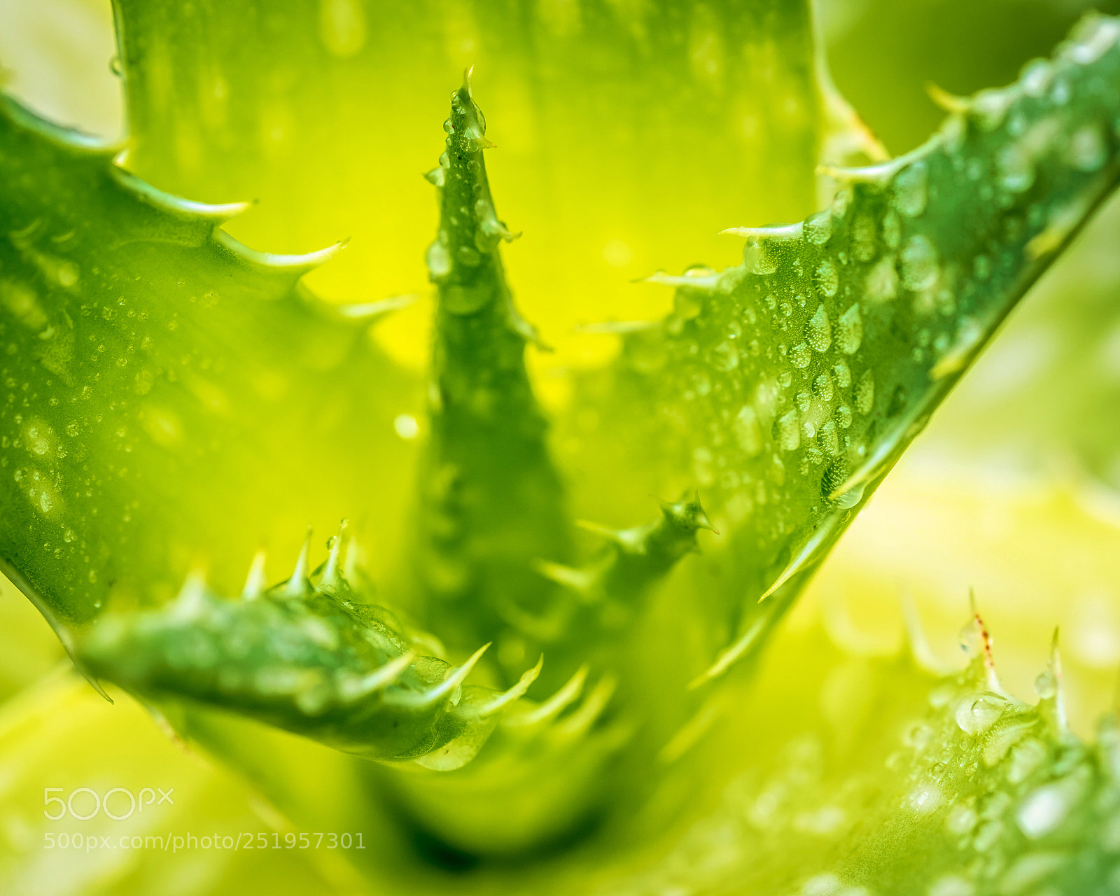 Nikon D810 sample photo. Succulent photography