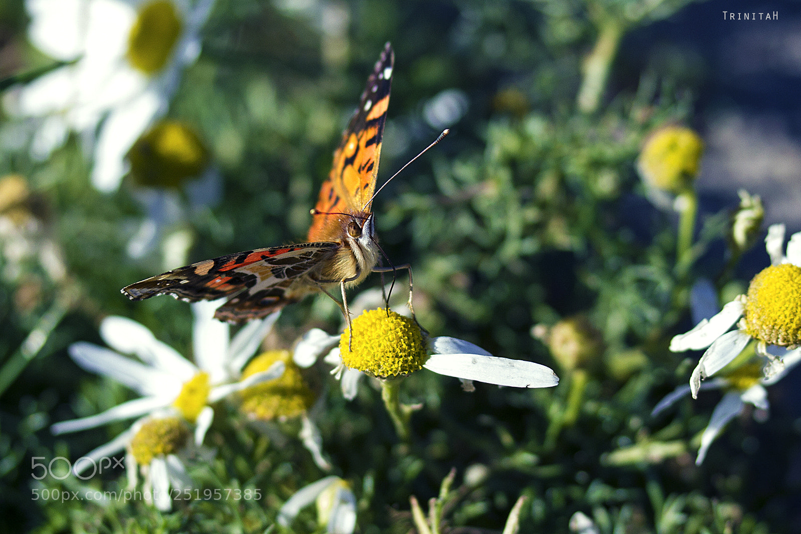 Canon EOS 7D sample photo. Mariposita photography