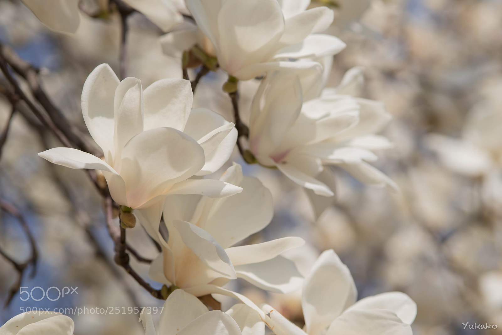 Nikon D750 sample photo. Yulan magnolia photography