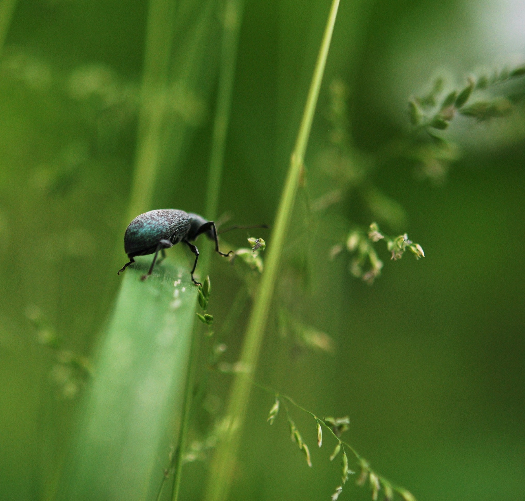 Nikon AF-S Micro-Nikkor 60mm F2.8G ED sample photo. Ffceorig photography