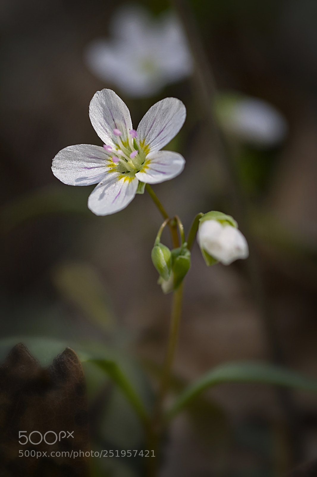Nikon D7100 sample photo. Carolina spring beauty photography