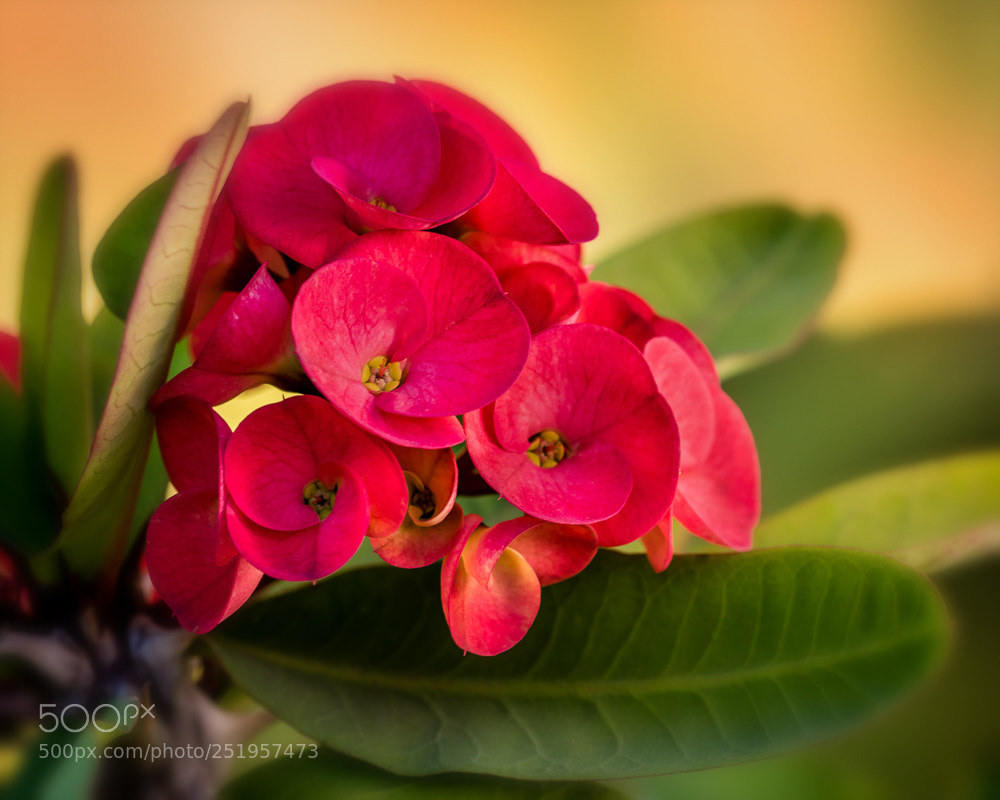 Nikon D810 sample photo. Crown of thorns photography