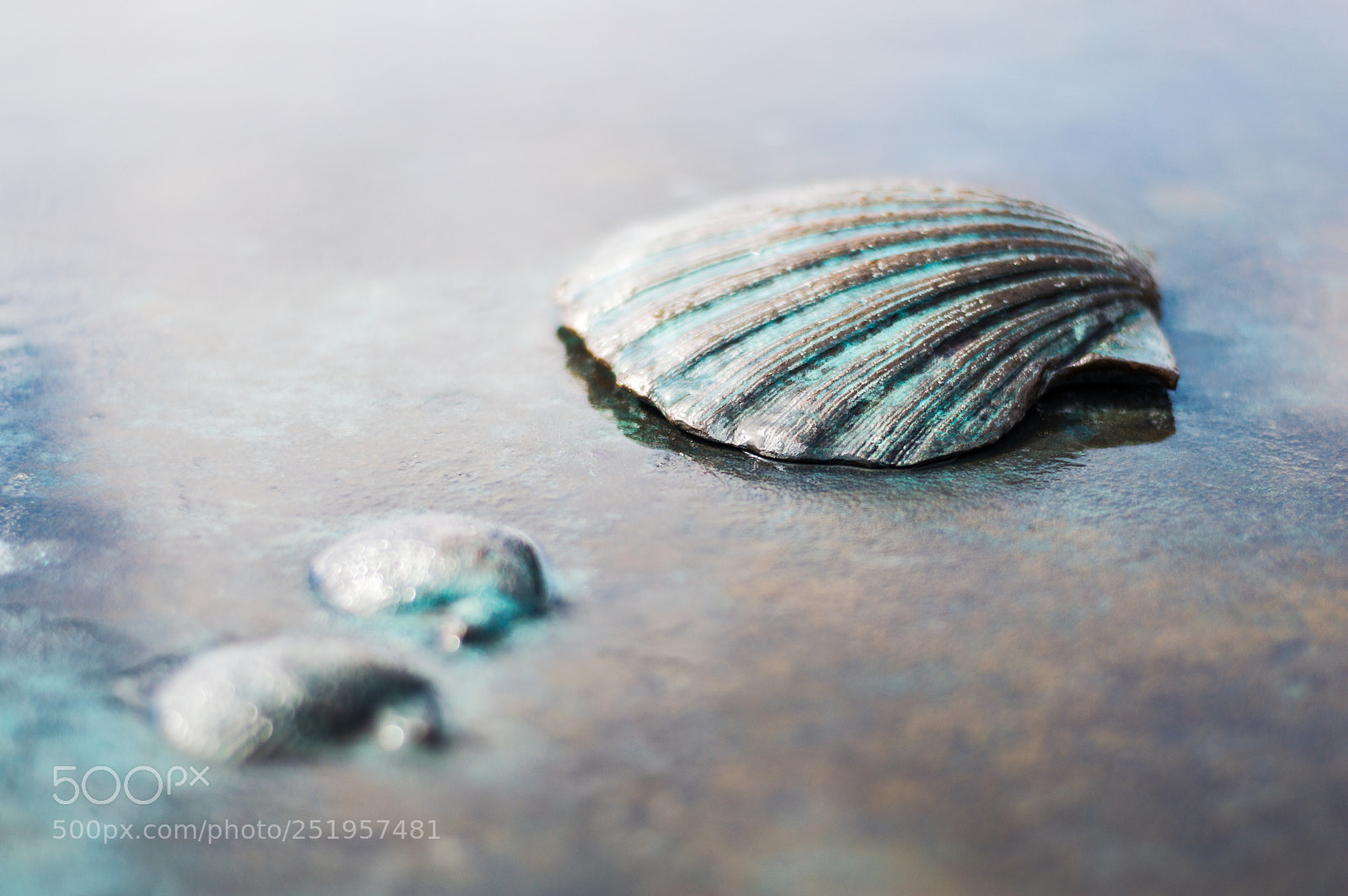 Nikon D3200 sample photo. Super shell photography