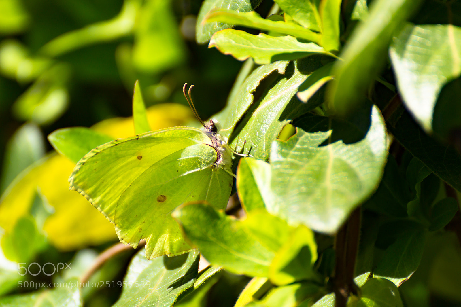 Canon EOS 1200D (EOS Rebel T5 / EOS Kiss X70 / EOS Hi) sample photo. Cedronella photography