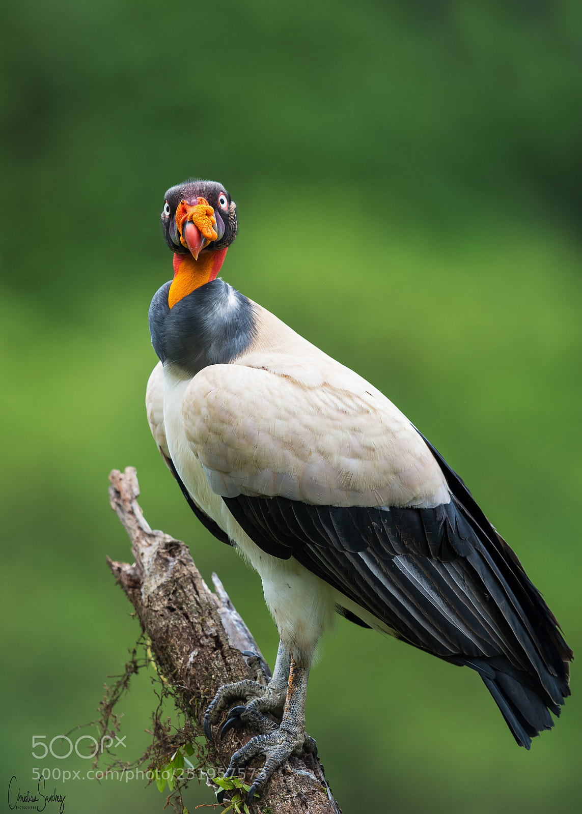 Nikon D4 sample photo. King vulture photography