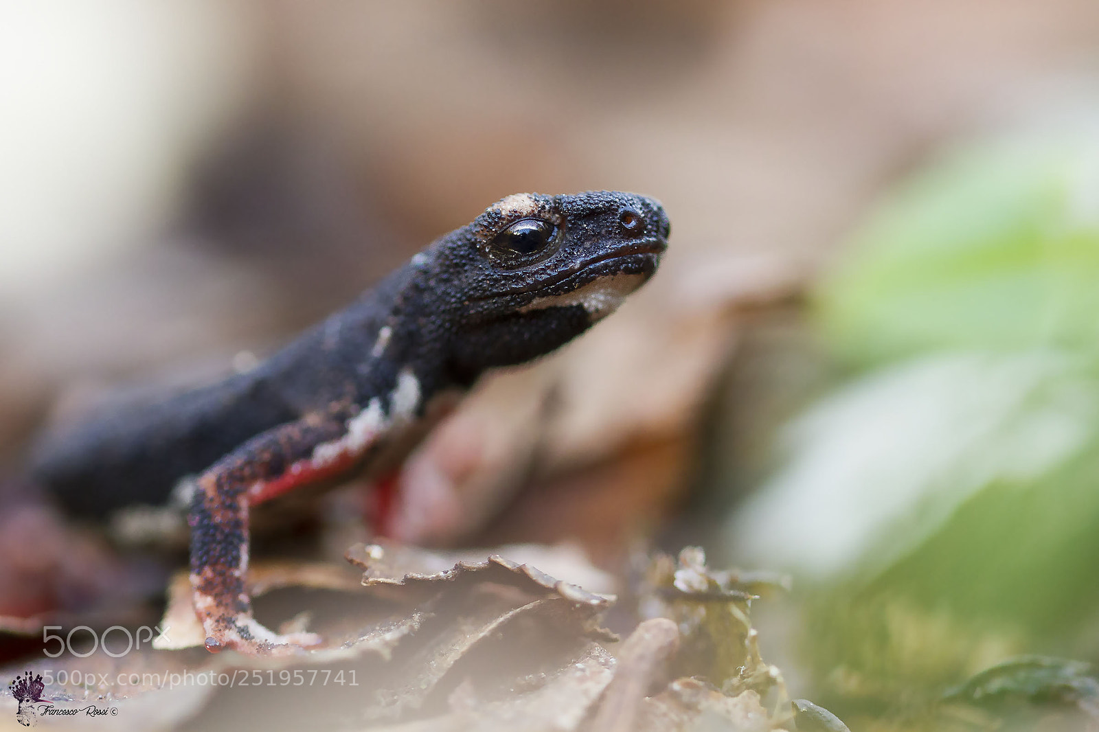 Canon EOS 7D sample photo. Northern spectacled salamander, salamandrina photography
