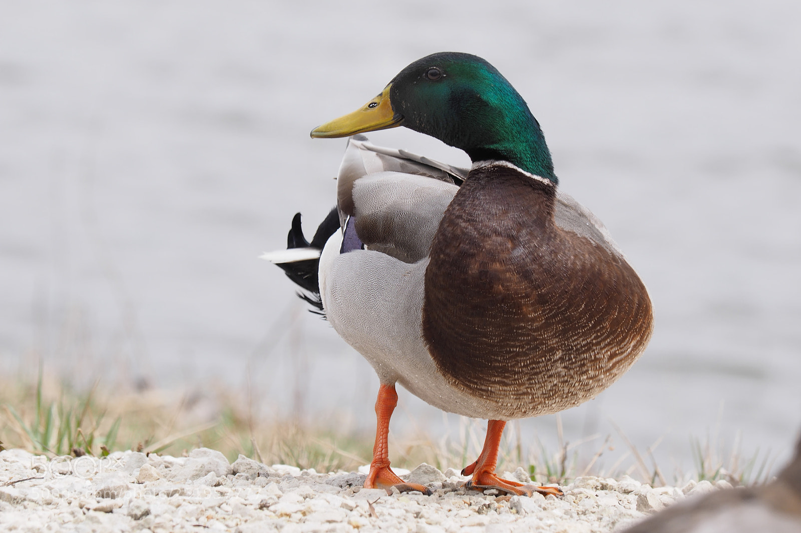 Olympus OM-D E-M1 sample photo. Mallard duck photography