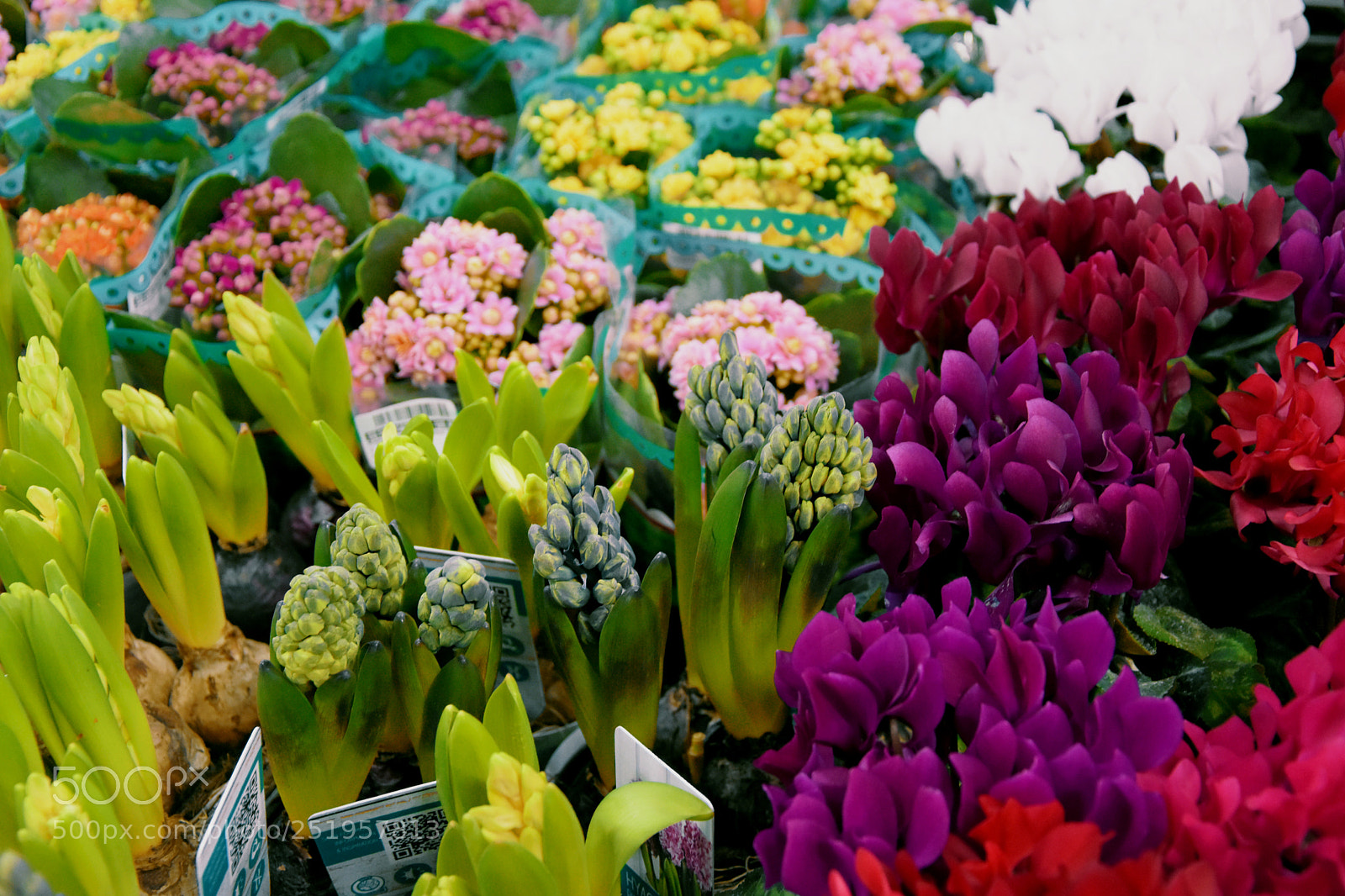 Nikon D7200 sample photo. Supermarket flowers photography