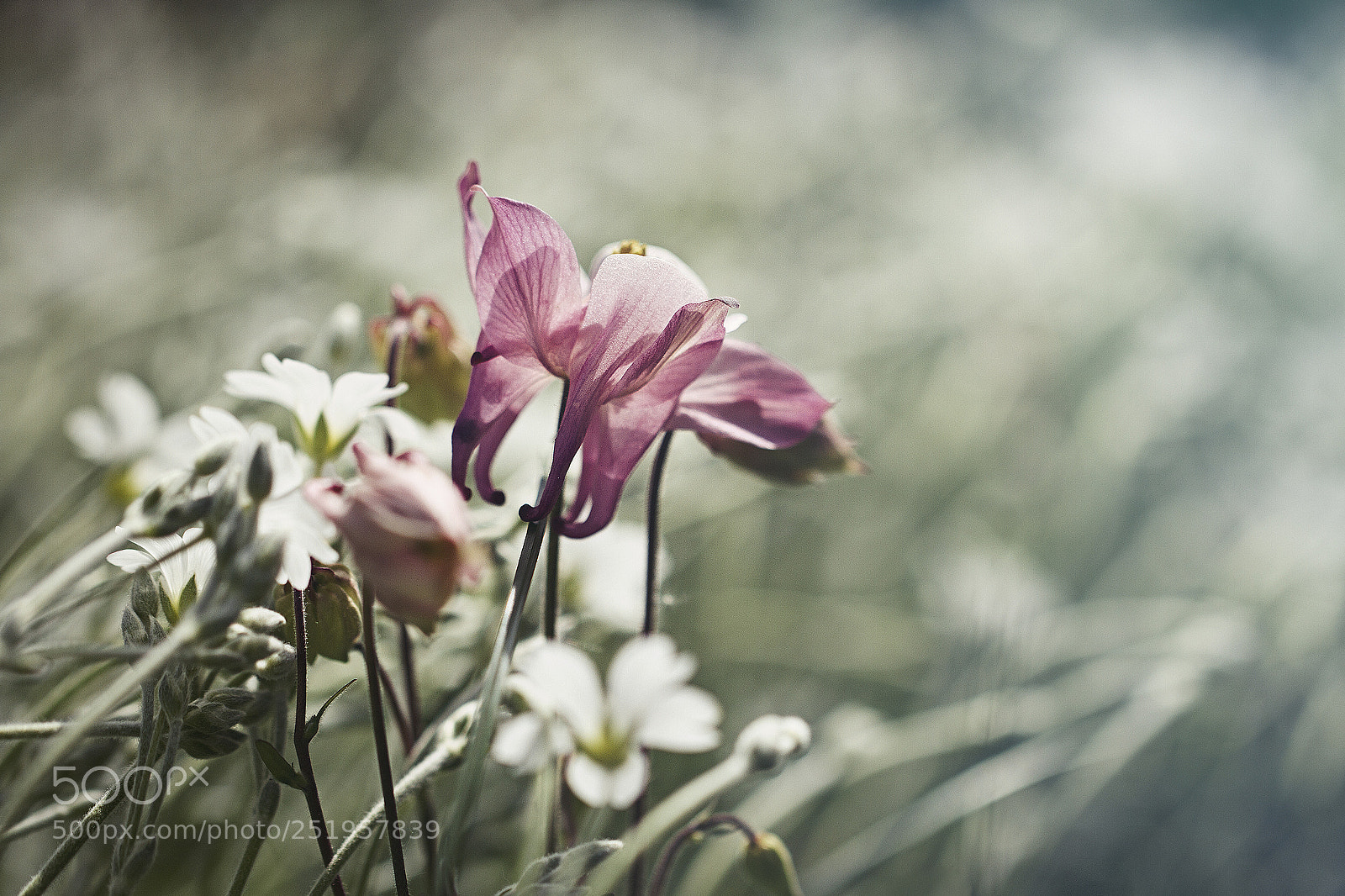Canon EOS 7D sample photo. Akelai photography