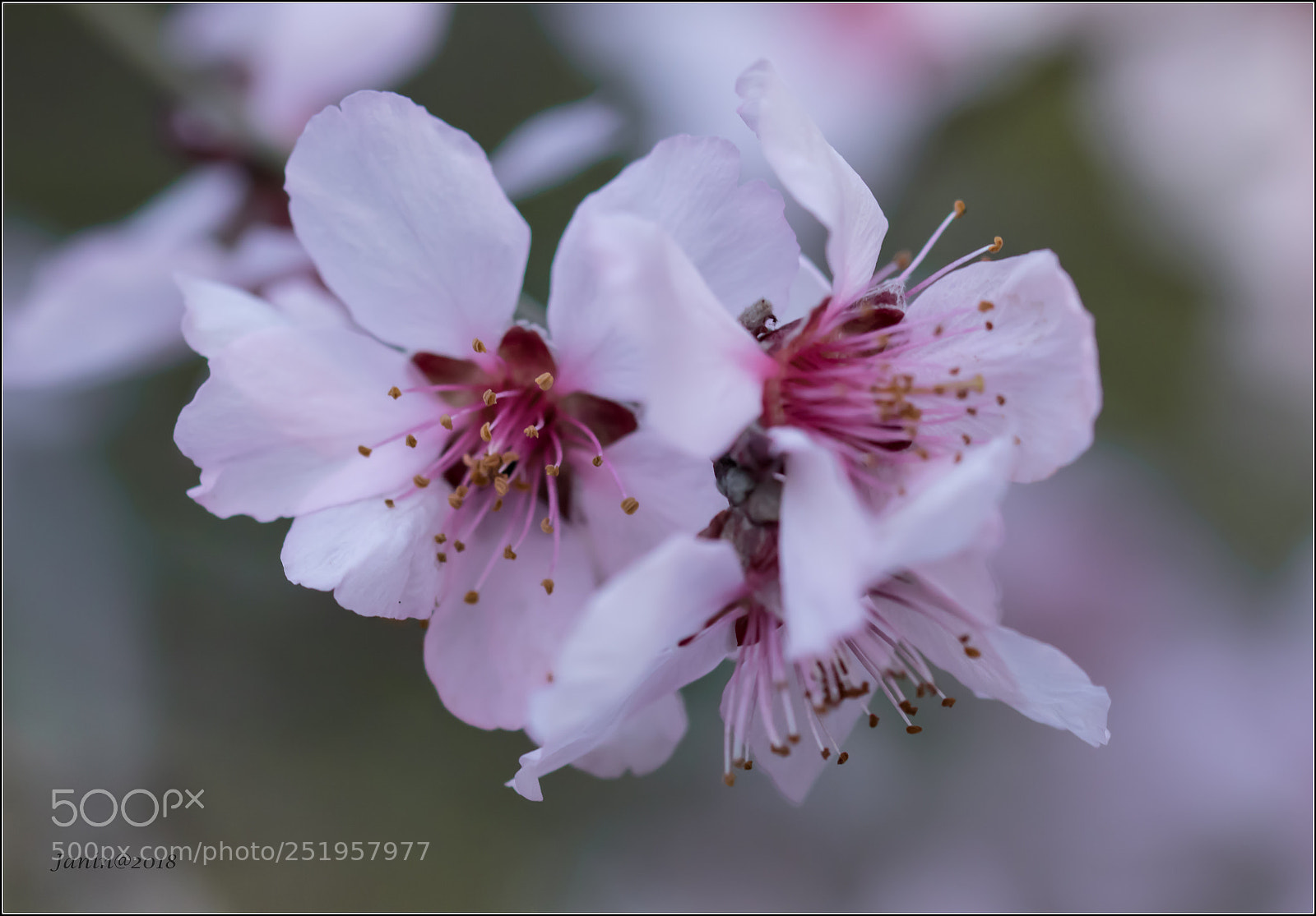 Canon EOS 77D (EOS 9000D / EOS 770D) sample photo. Trio pink again photography