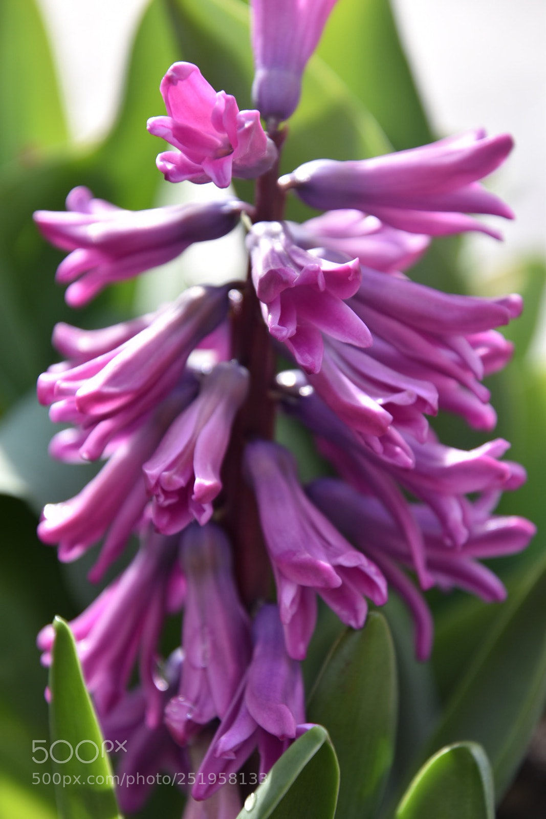 Nikon D5600 sample photo. Hyacinth  photography