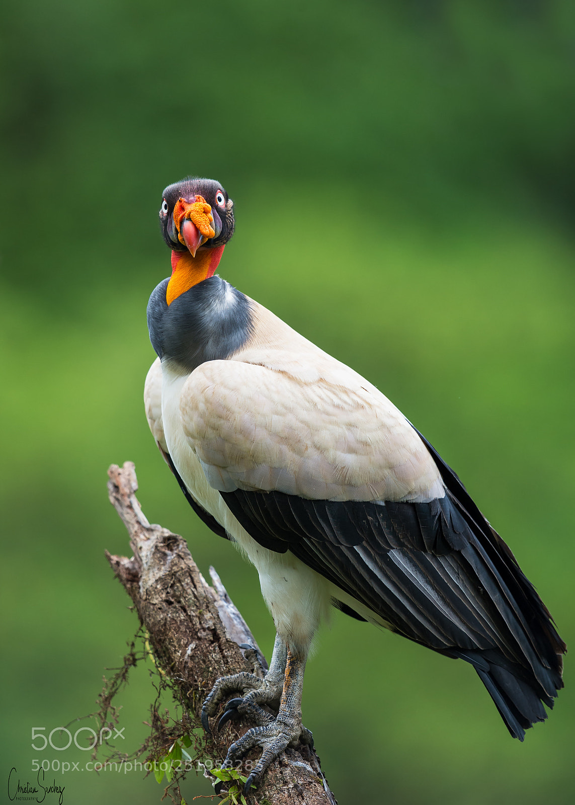 Nikon D4 sample photo. King vulture photography