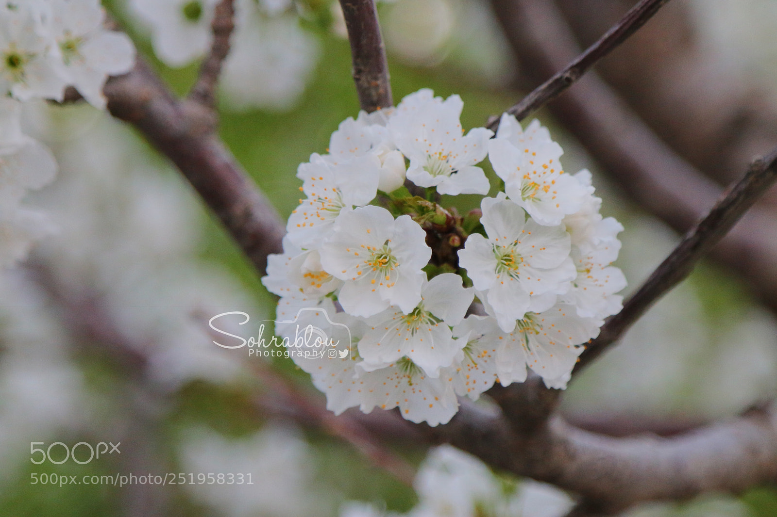 Canon EOS 70D sample photo. Spring bloom photography