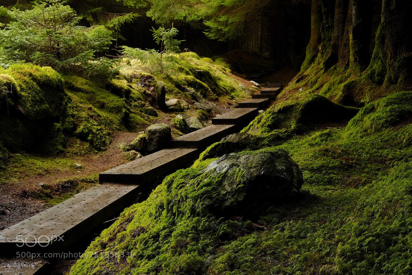 Fujifilm X-E2 sample photo. Wicklow forest photography