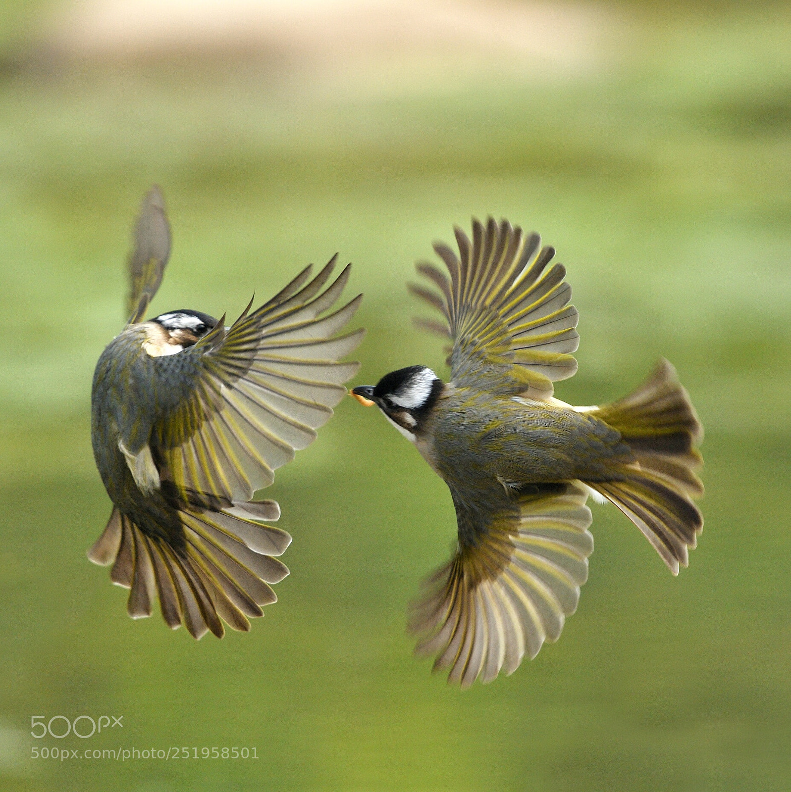 Nikon D500 sample photo. Chinese bulbul photography