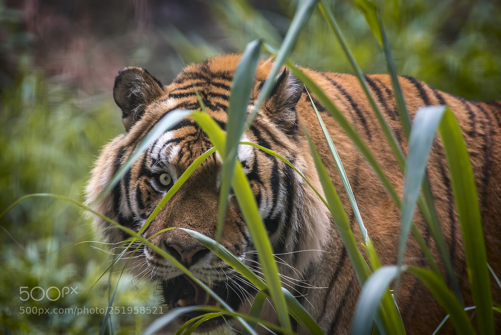 Nikon D750 sample photo. Siberian tiger photography