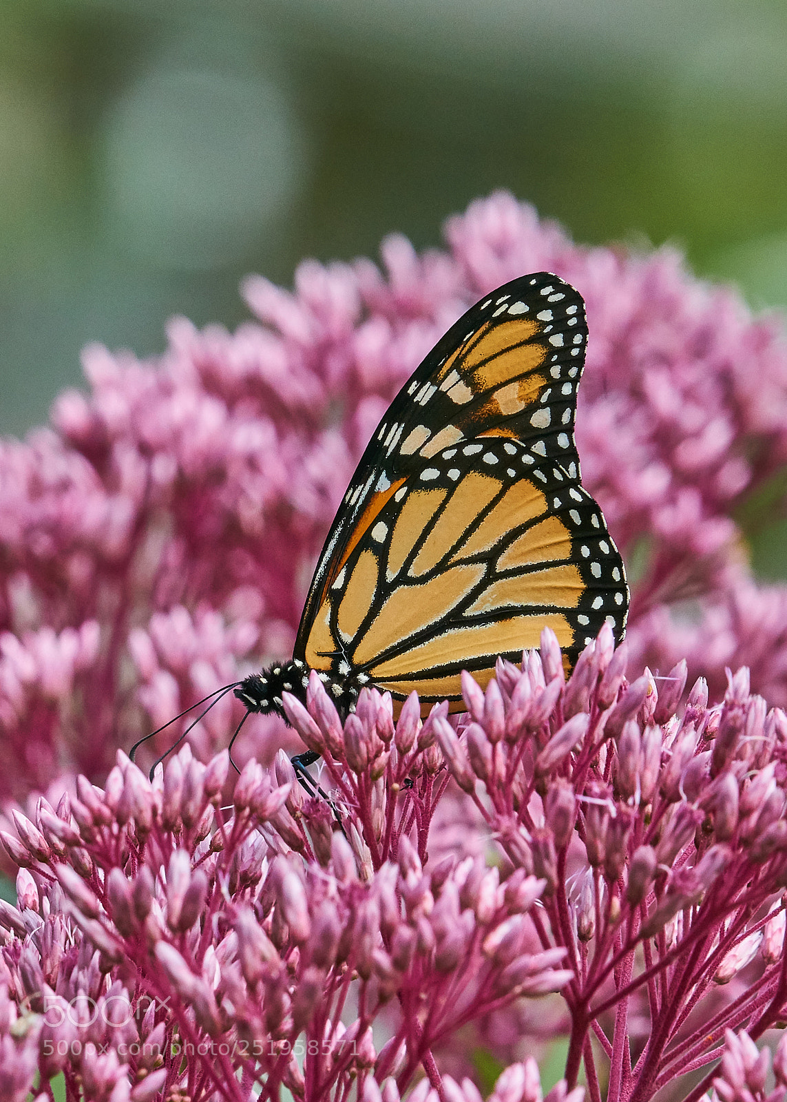 Sony a6000 sample photo. Monarch feeding on joe photography