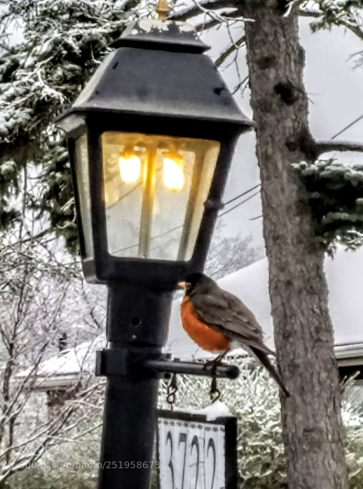 Samsung Galaxy S7 sample photo. Mother robin keeping warm photography