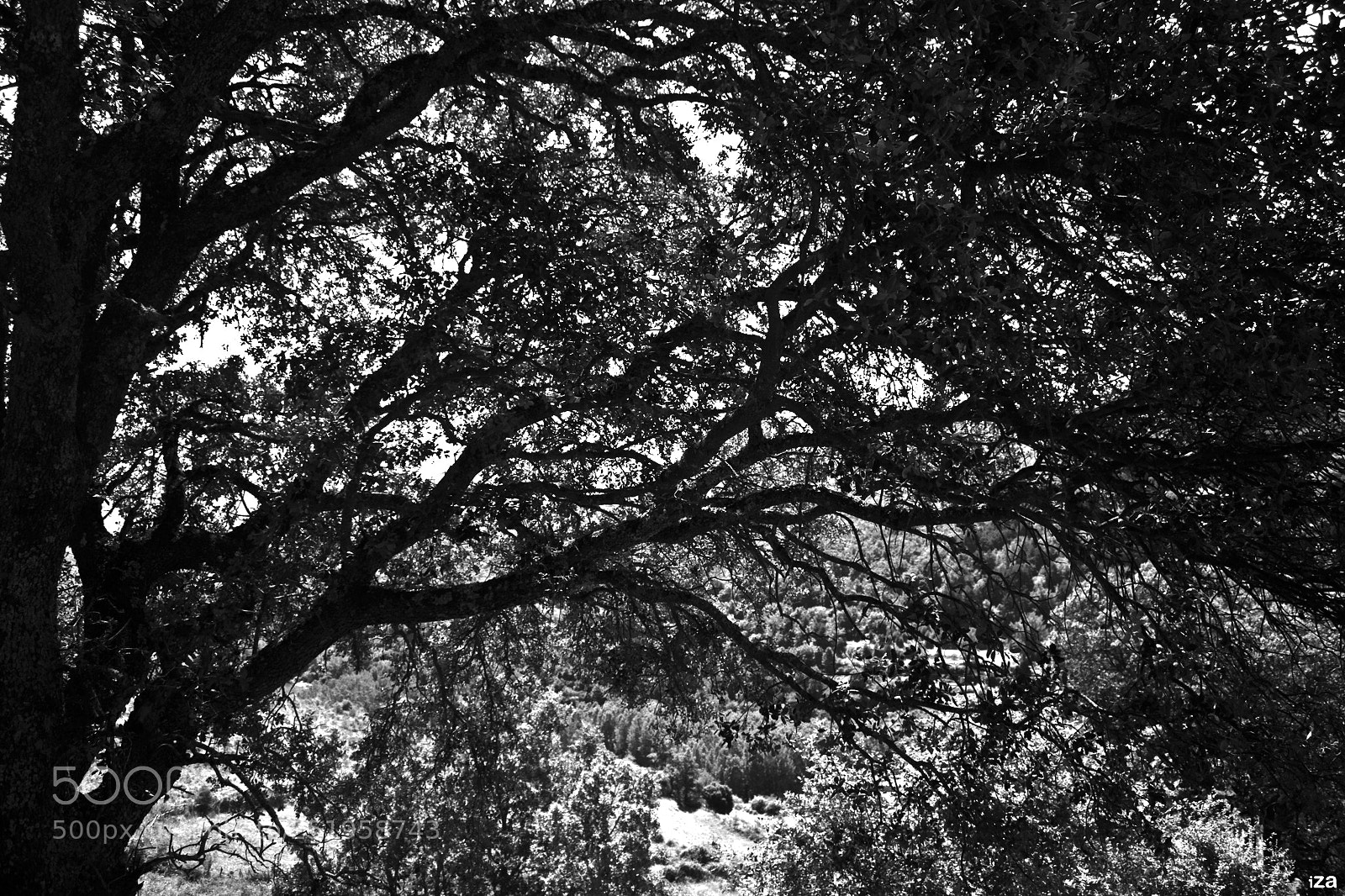 Canon EOS 450D (EOS Rebel XSi / EOS Kiss X2) sample photo. The tree and the photography