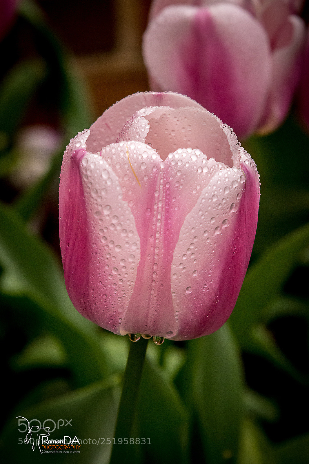 Nikon D7200 sample photo. Pink tulip - 2 photography