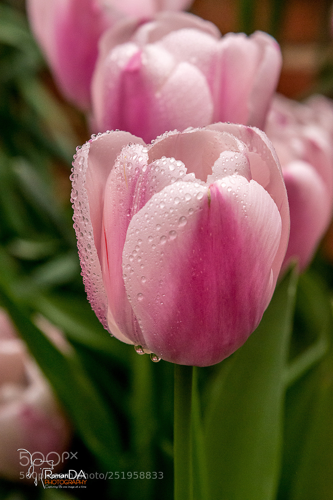 Nikon D7200 sample photo. Pink tulip - 1 photography
