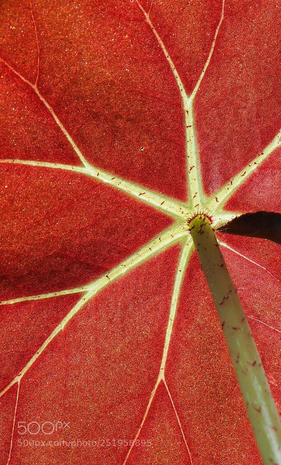 Olympus OM-D E-M1 Mark II sample photo. Begonia photography