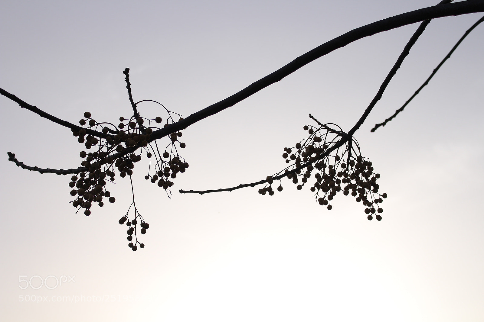 Canon EOS 700D (EOS Rebel T5i / EOS Kiss X7i) sample photo. Untitled photography