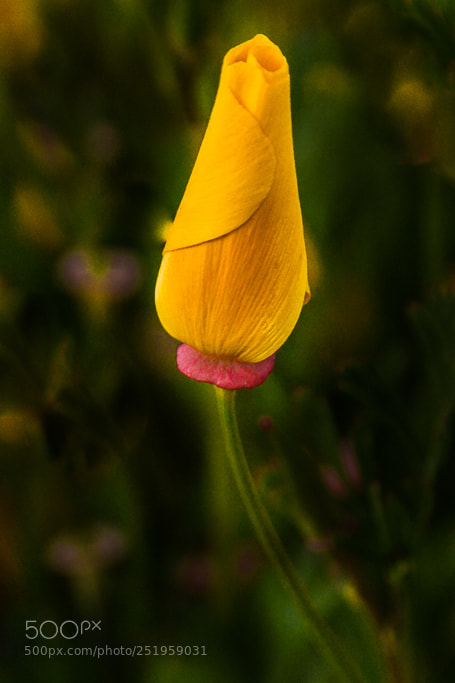 Nikon D7100 sample photo. The beauty of spring photography
