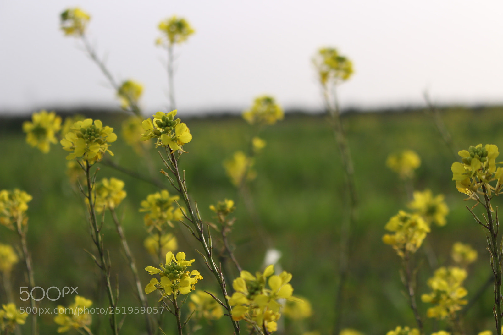 Canon EOS 700D (EOS Rebel T5i / EOS Kiss X7i) sample photo. Untitled photography