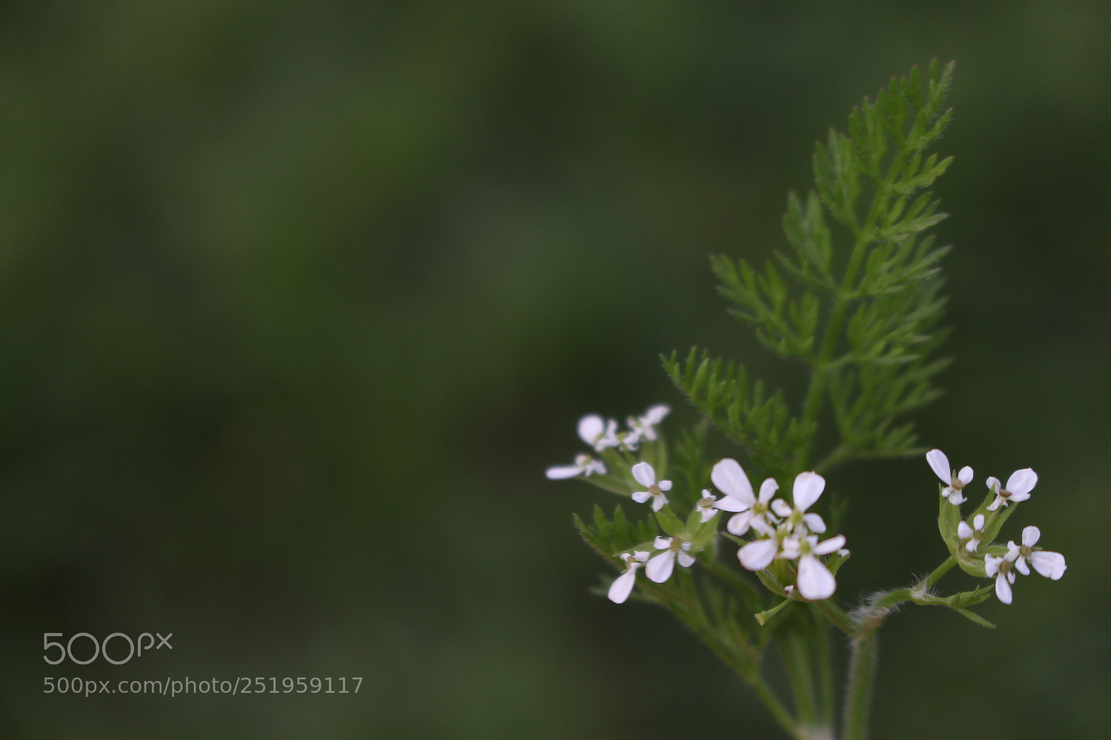 Canon EOS 700D (EOS Rebel T5i / EOS Kiss X7i) sample photo. Untitled photography