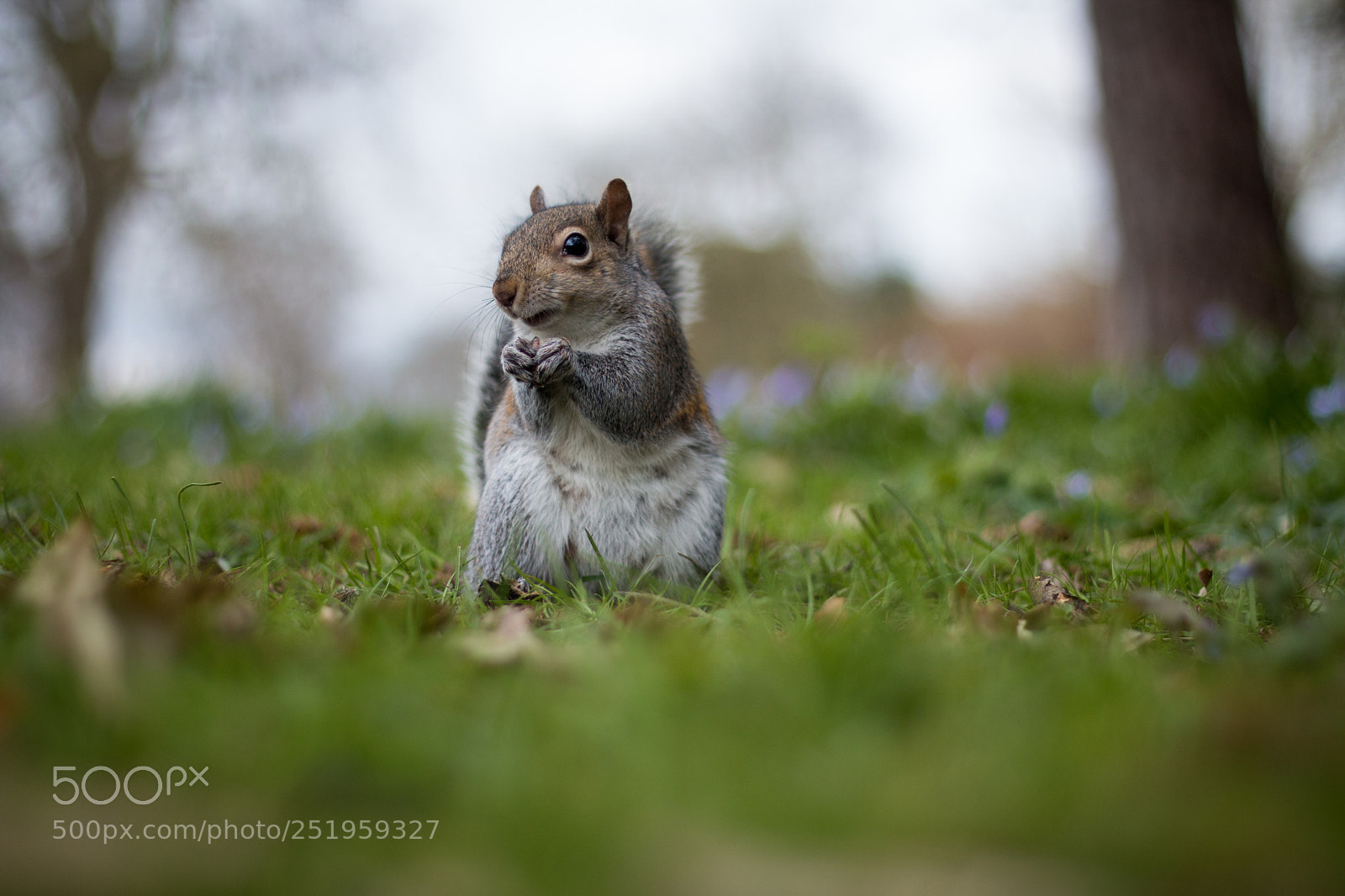 Canon EOS 70D sample photo. Squirrel photography