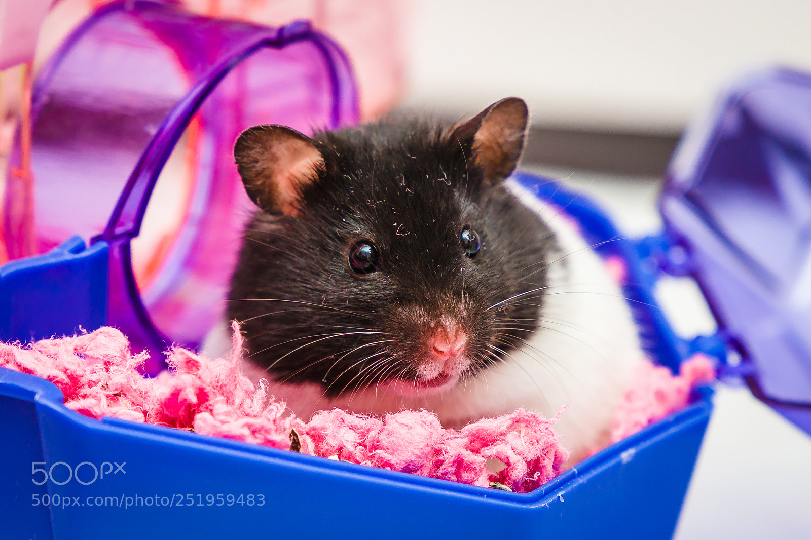 Canon EOS 6D Mark II sample photo. My daughter's cute pet photography