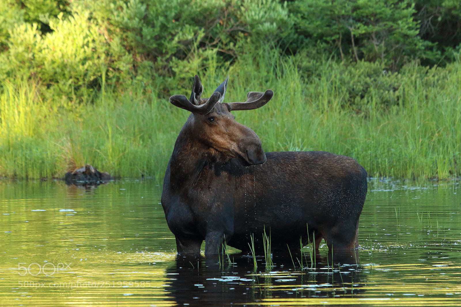 Canon EOS 70D sample photo. Young bull moose in photography
