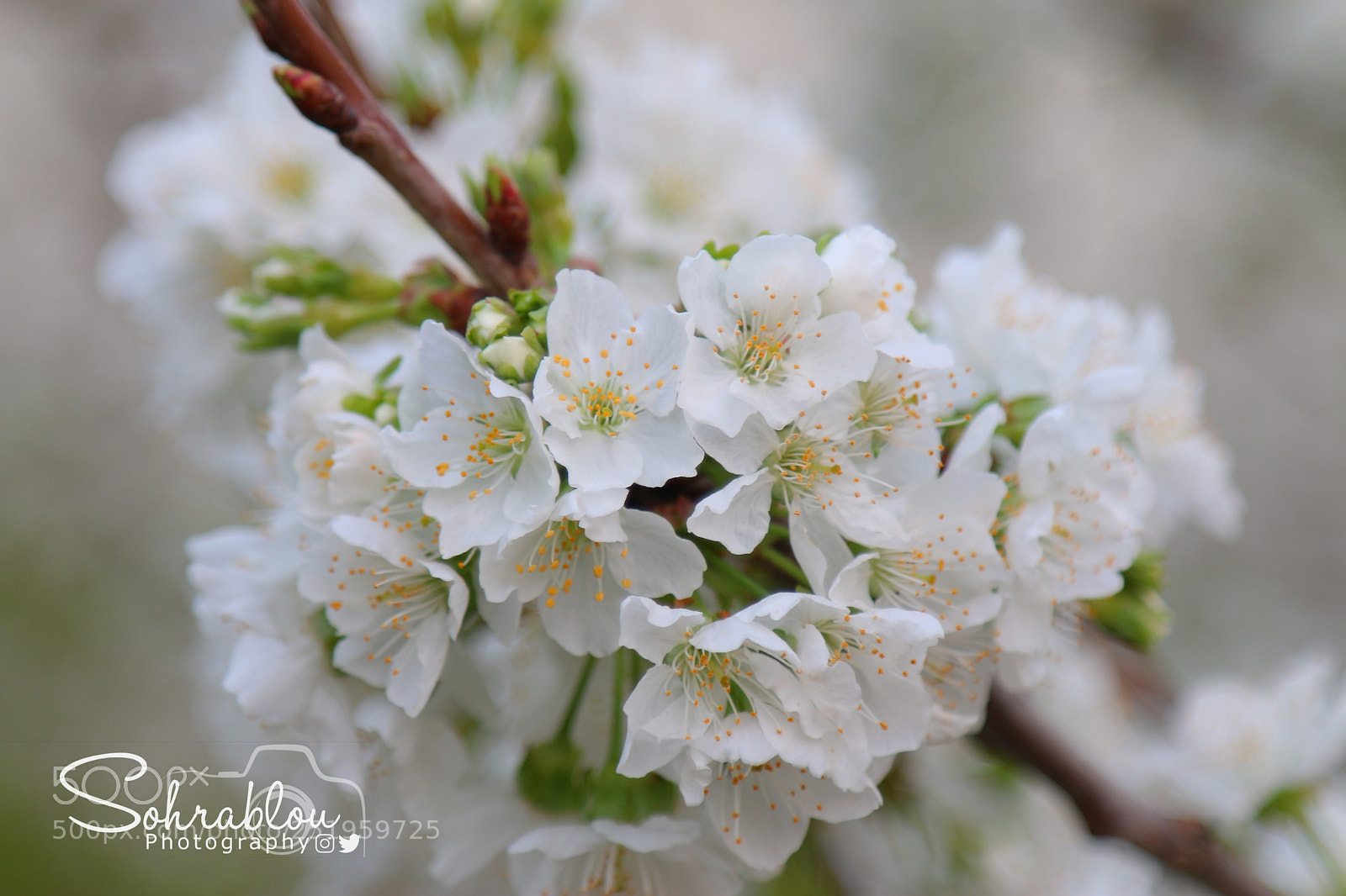 Canon EOS 70D sample photo. Spring bloom photography