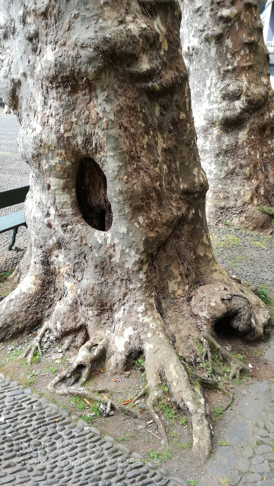 HUAWEI P9 LITE sample photo. The tree photography