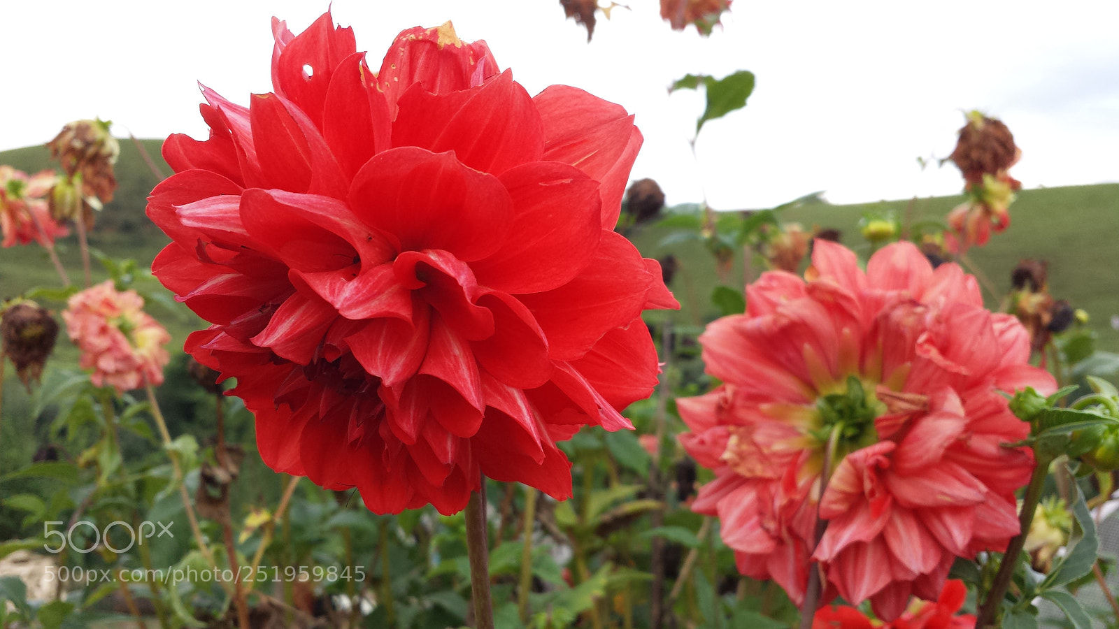 Samsung Galaxy S4 sample photo. Untitled photography