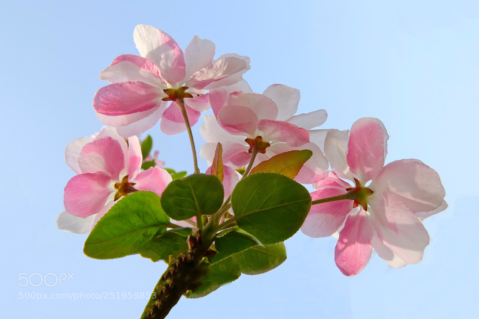 Canon PowerShot G7 X Mark II sample photo. 海棠花 photography