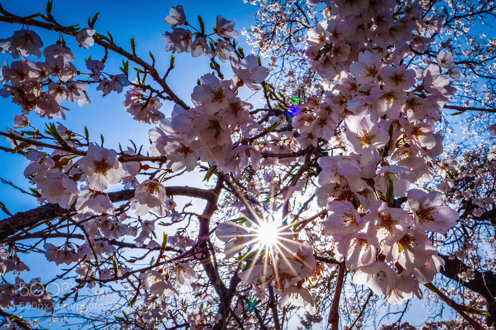 Panasonic Lumix DC-G9 sample photo. Cherry blossoms and sunshine photography
