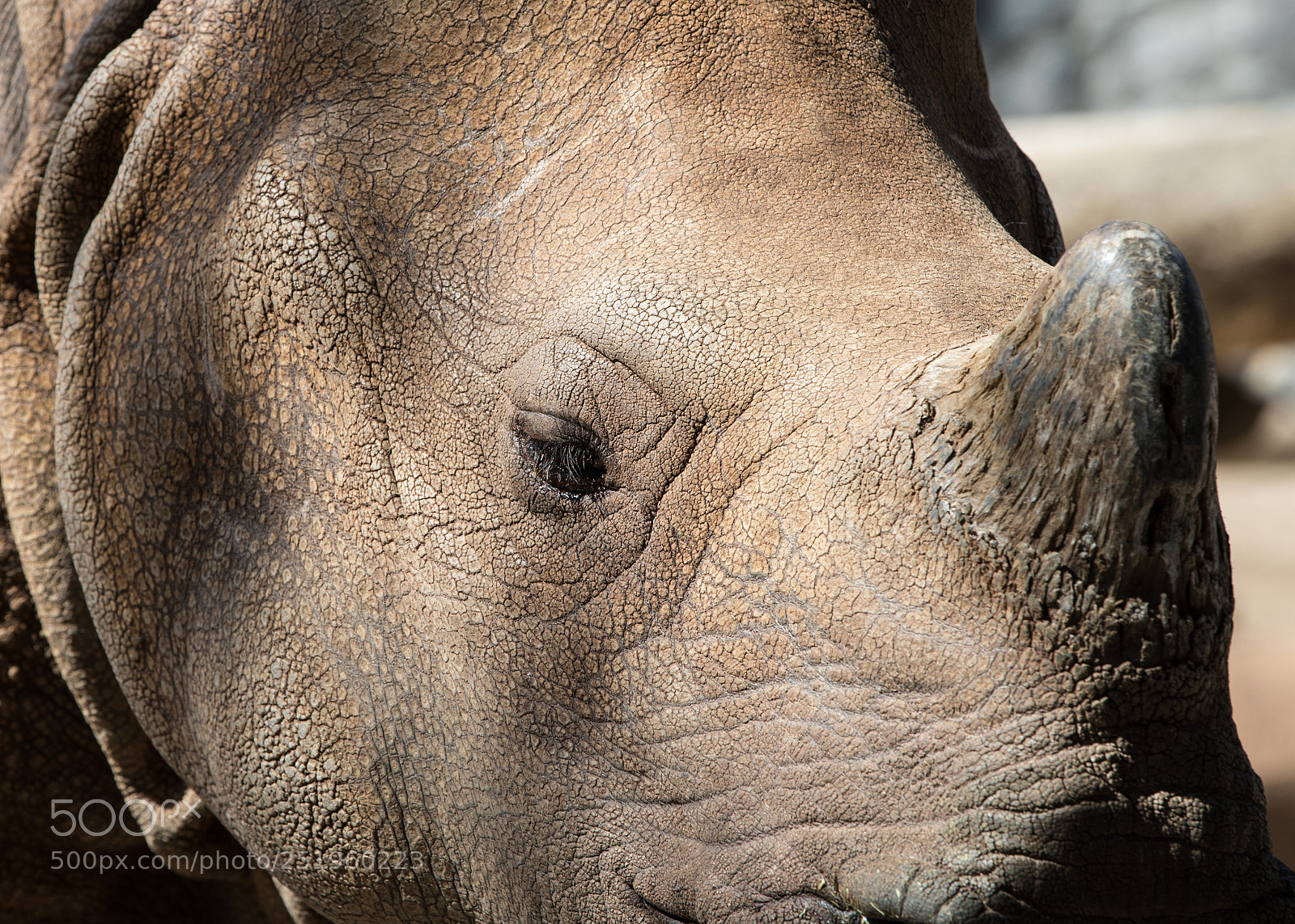 Canon EOS 5D Mark IV sample photo. Rhino photography