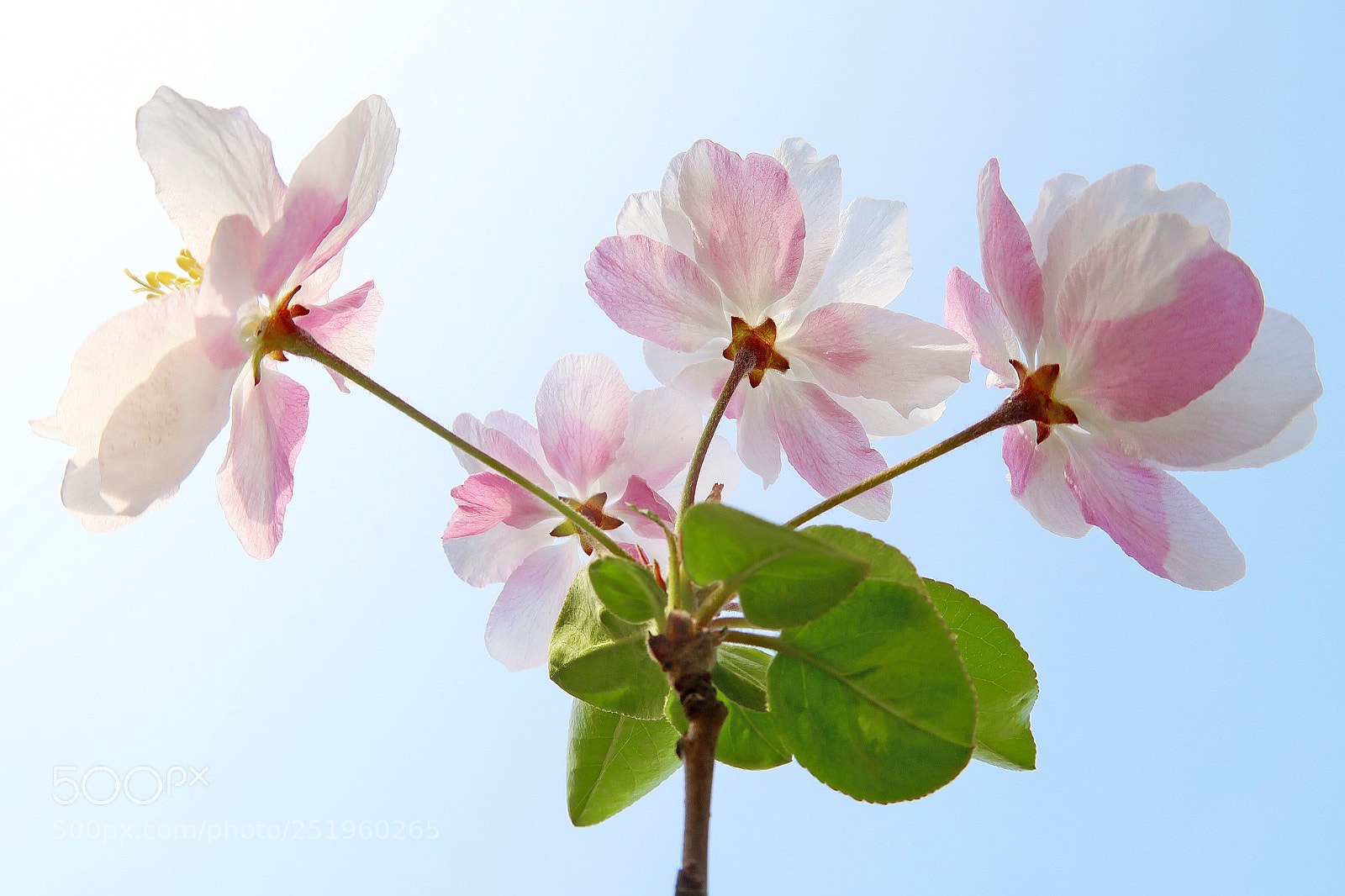 Canon PowerShot G7 X Mark II sample photo. Chinese flowering crapapple  photography