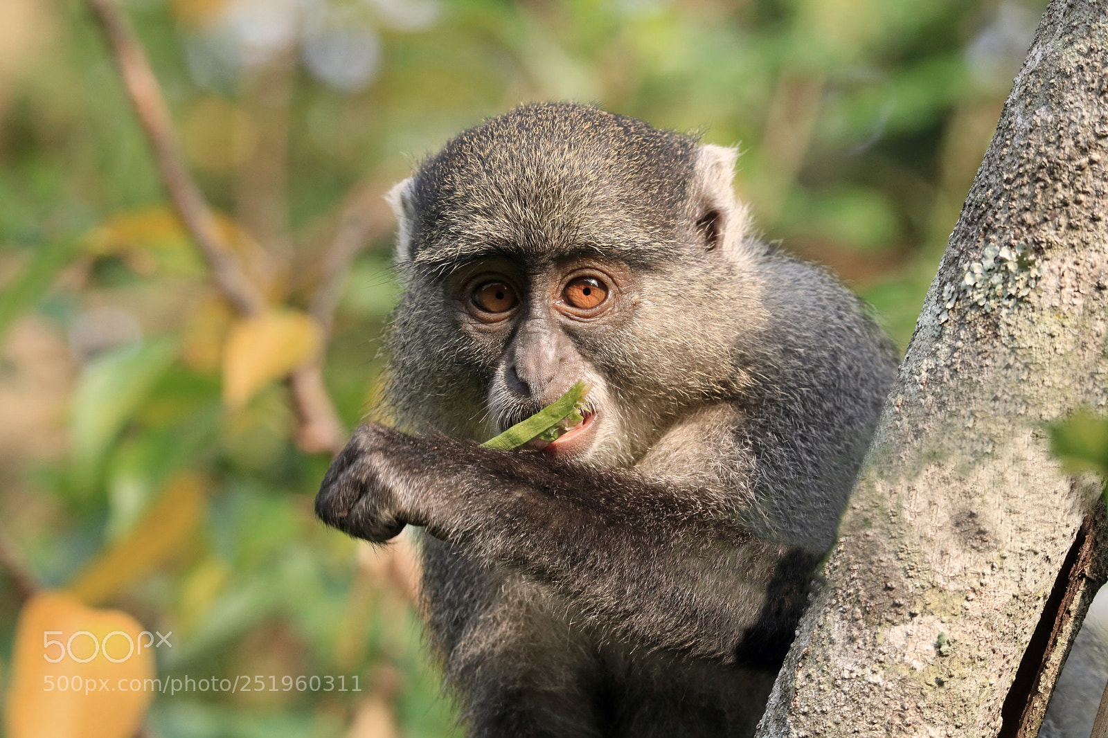 Canon EOS 760D (EOS Rebel T6s / EOS 8000D) sample photo. Samango nibble photography