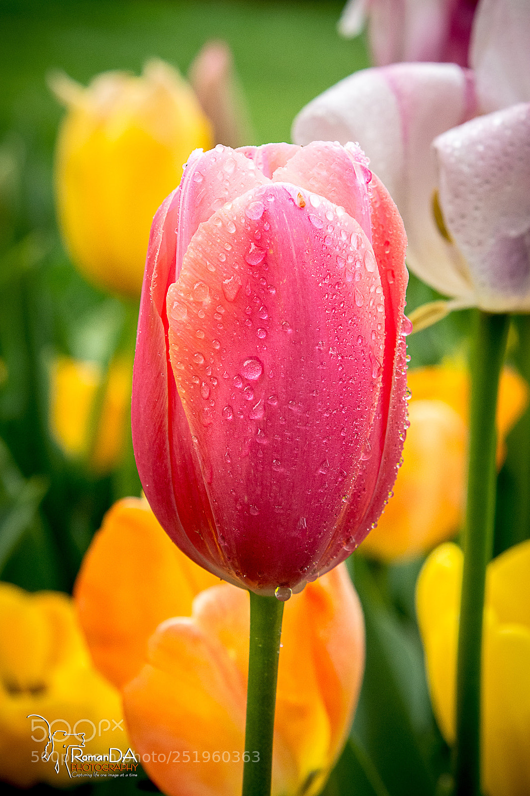 Nikon D7200 sample photo. Pink tulip 3 photography