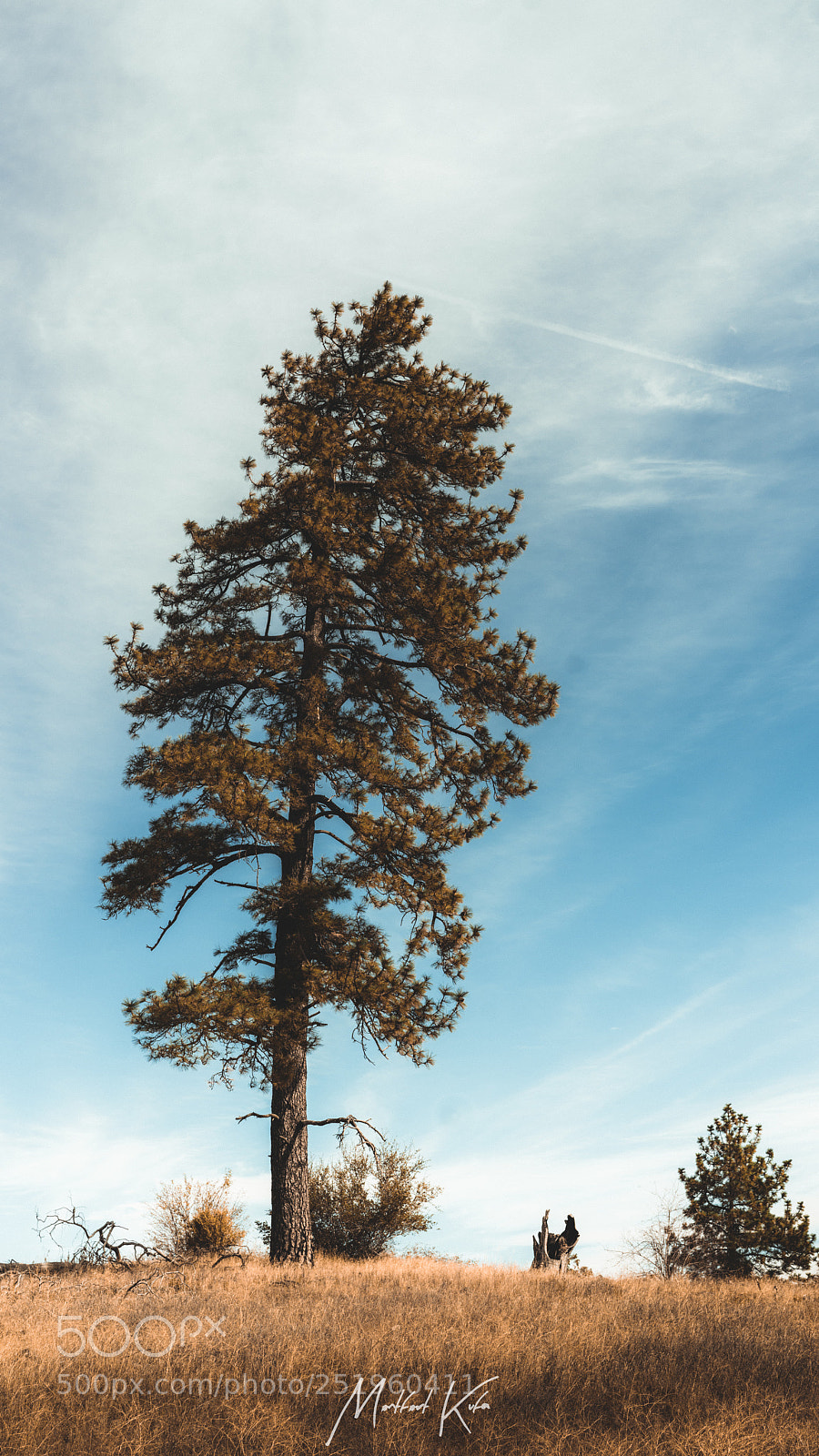 Sony a7R II sample photo. Lone pine photography