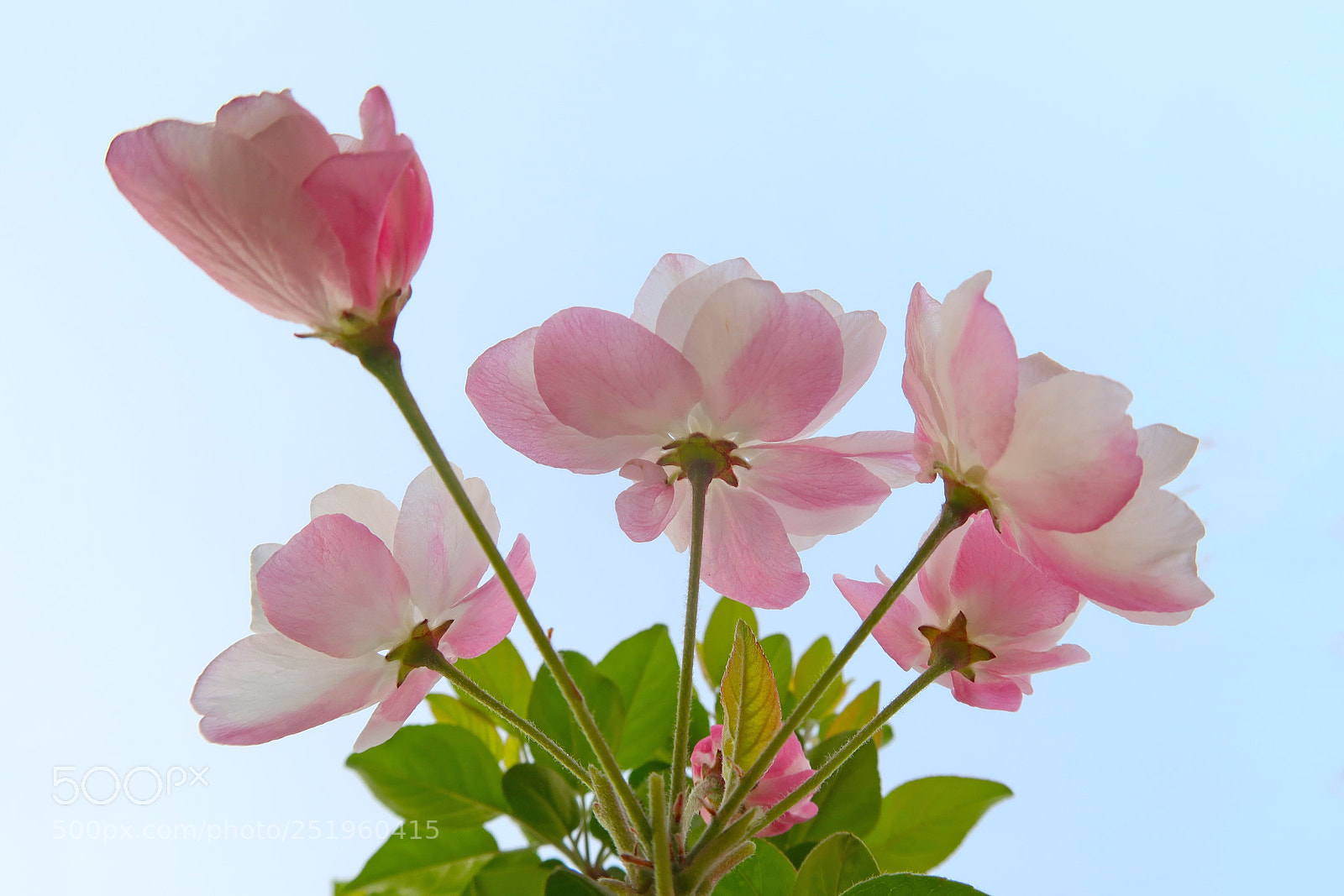 Canon PowerShot G7 X Mark II sample photo. Chinese flowering crapapple photography
